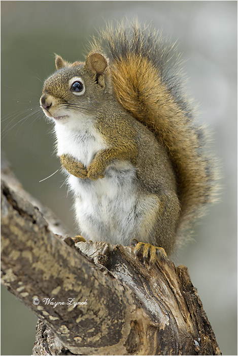 Red Squirrel 105 by Dr. Wayne Lynch &copy;
